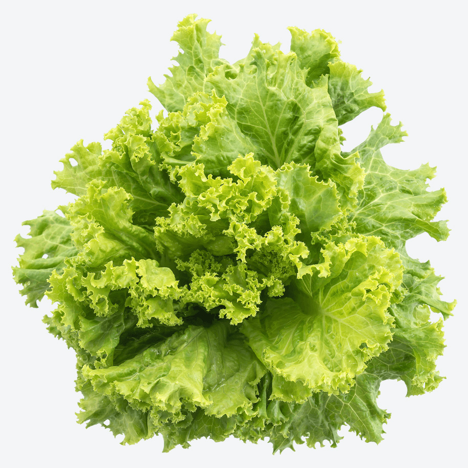 Lettuce - Imagen 3